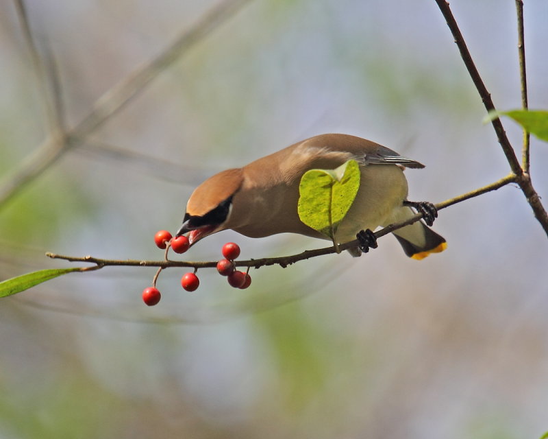 Cedar Waxwing