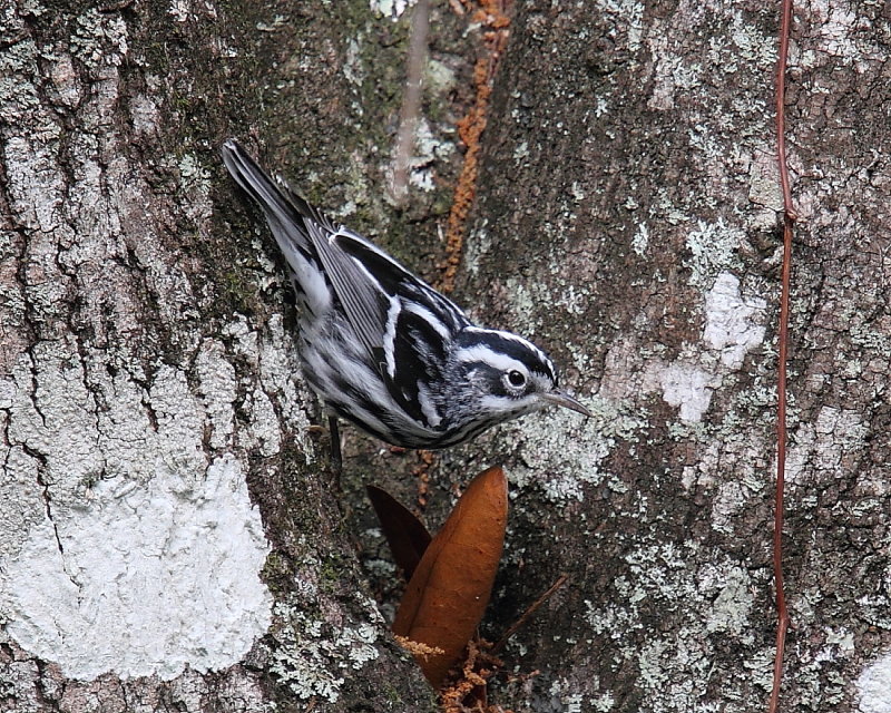 IMG_6295res.JPG