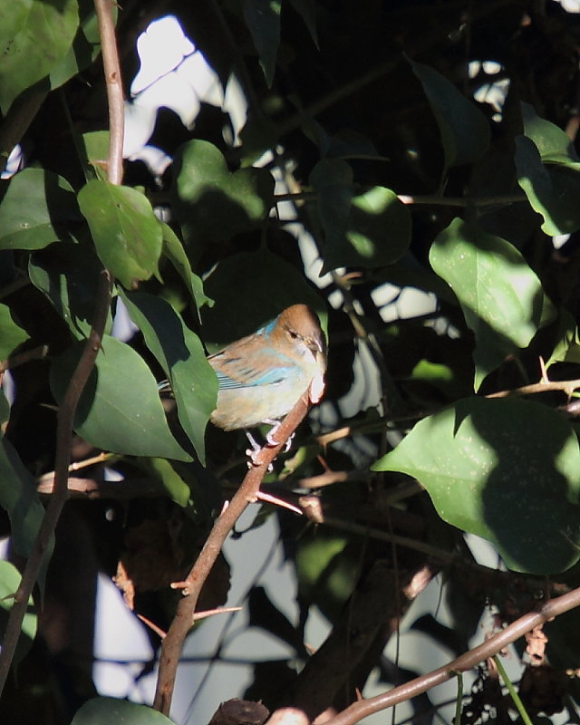 IMG_6400RES.JPG