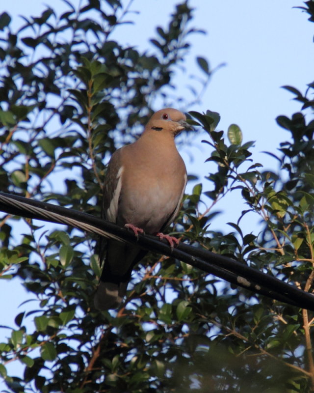 IMG_6412RES.JPG