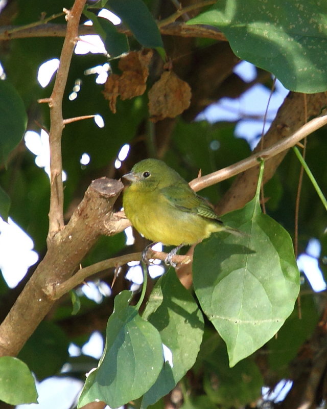 IMG_6422RES.JPG