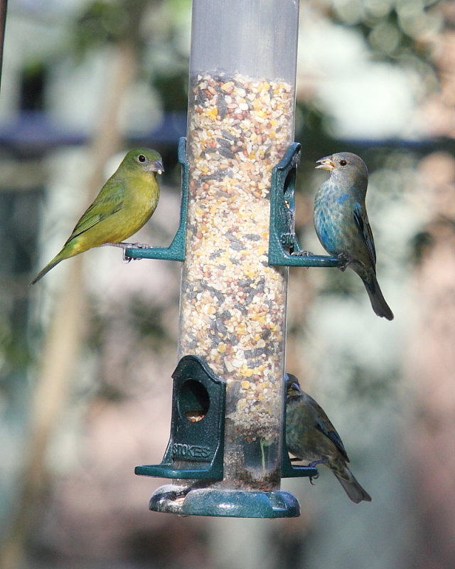 IMG_6430RES.JPG