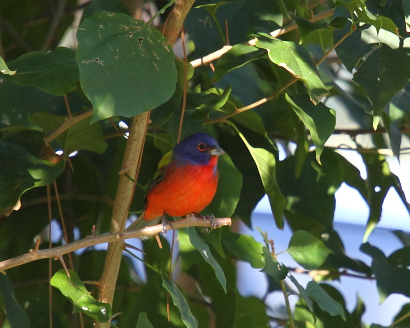 Painted Bunting