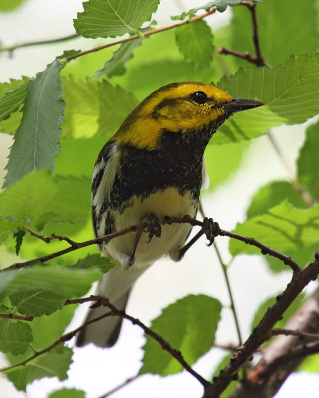 Black-throated Green Warbler