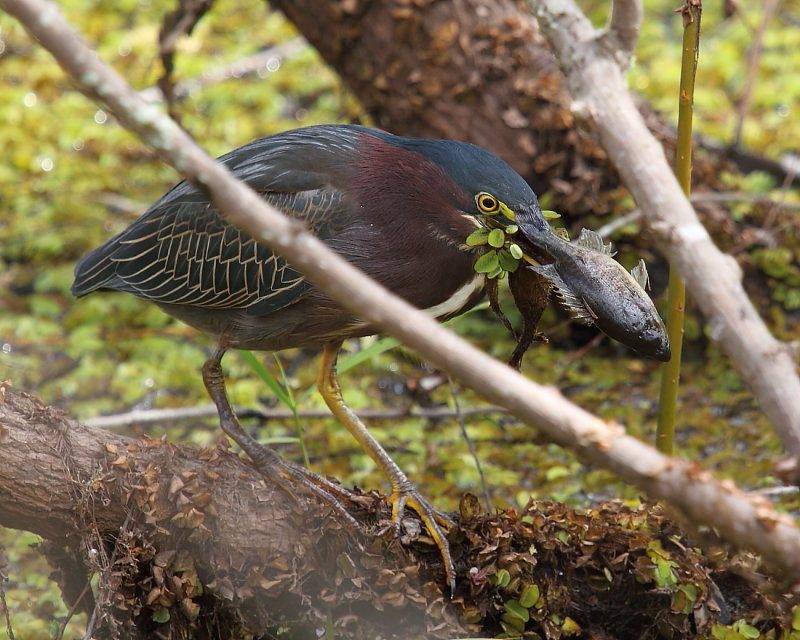 IMG_6859res.JPG