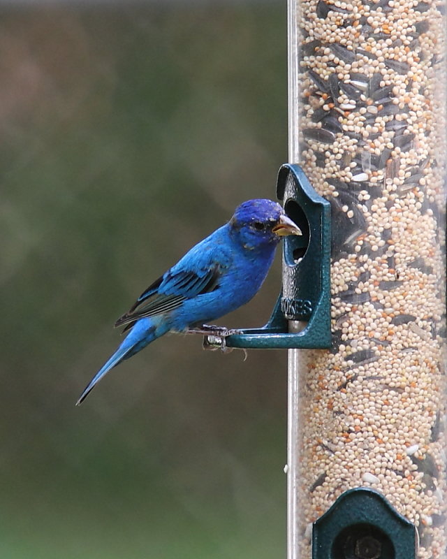 Indigo Bunting