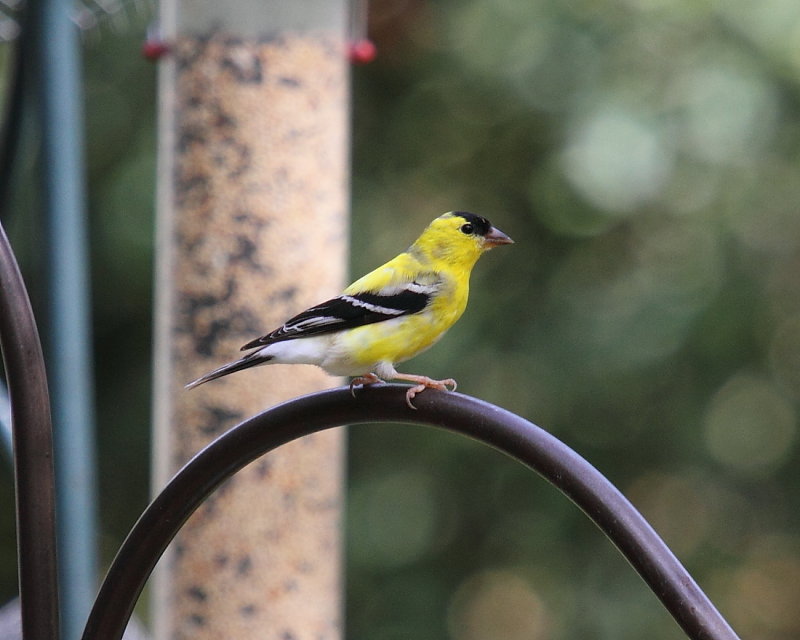 Gold finch