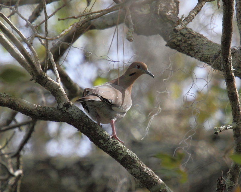 White-winged Dove