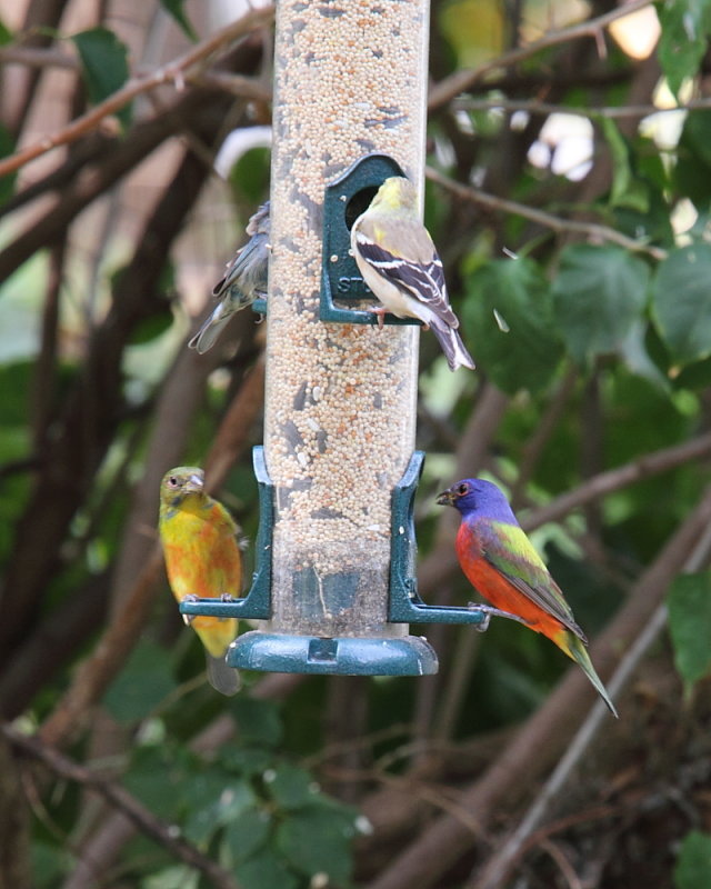 IMG_7124res.JPG