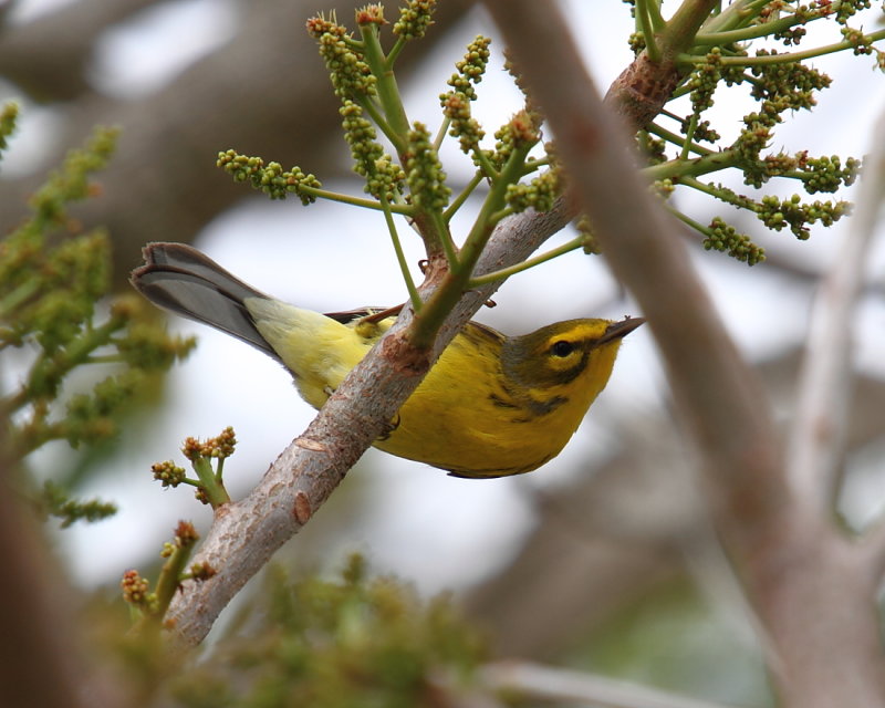 Prairie Warbler