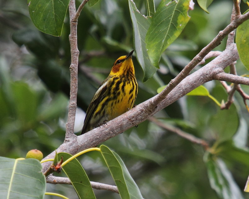 Cape May Warbler