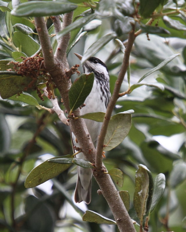 Blackpoll Warbler