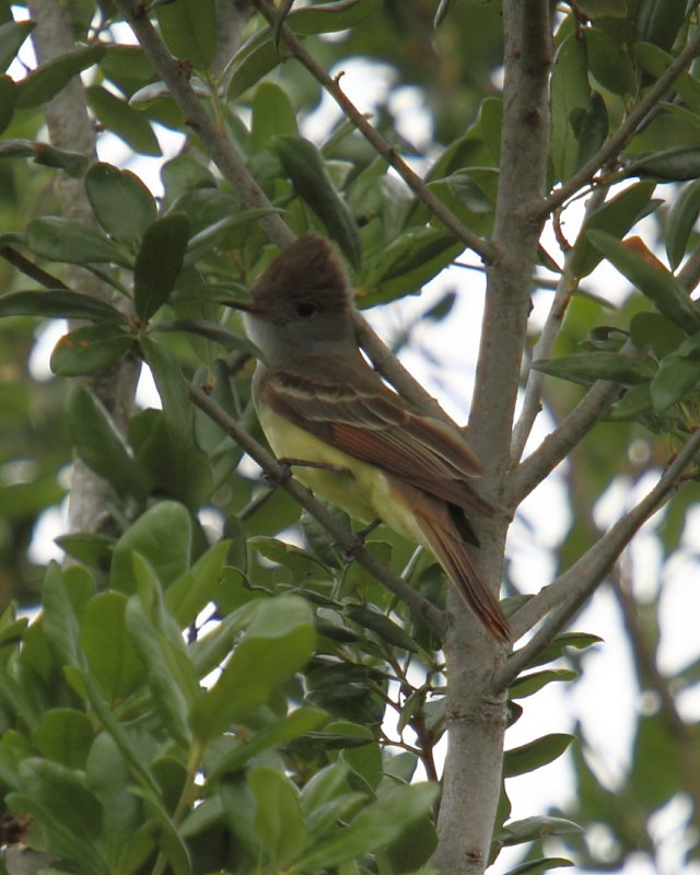 Great Crested Flycatcher