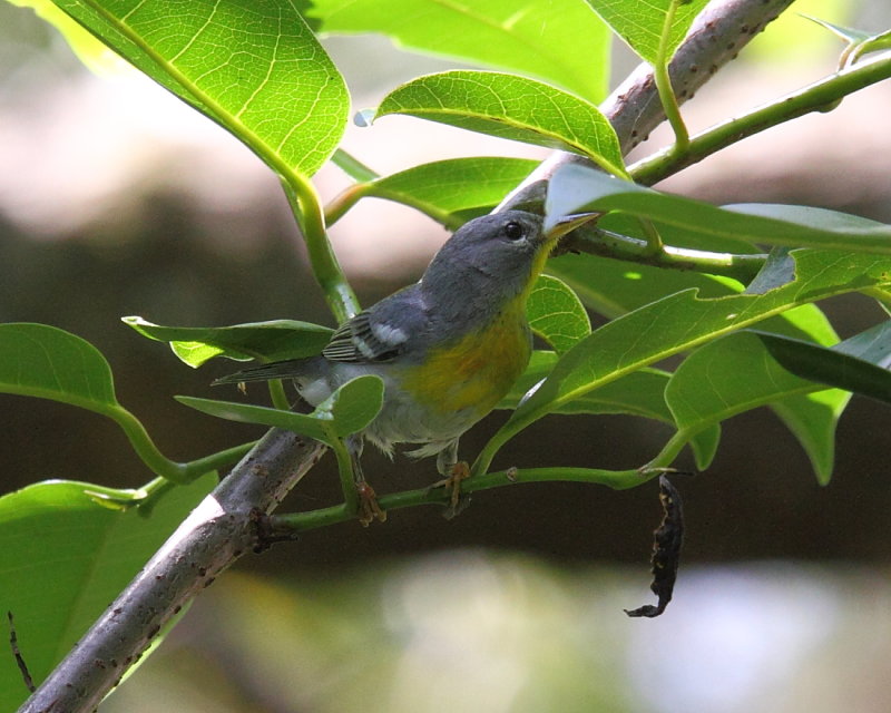 Northern Parula