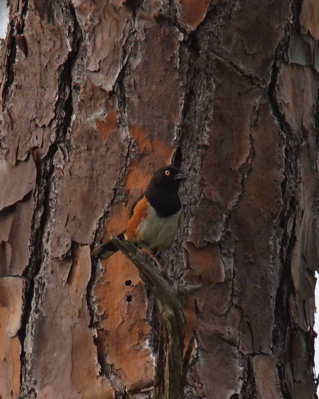 Eastern Towhee