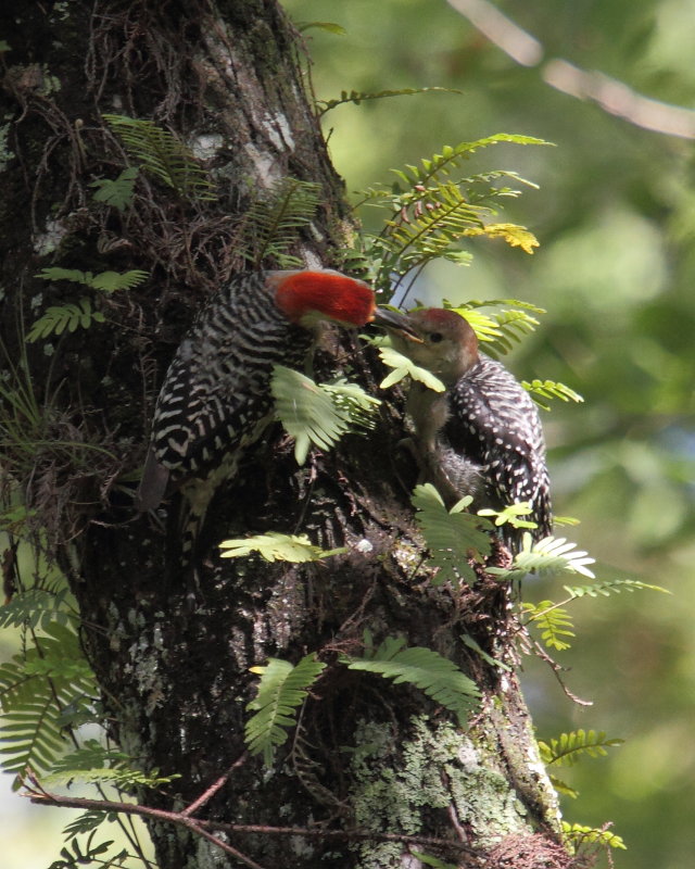 Red  Bellied Woodpeckers