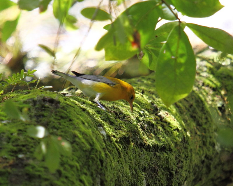 Prothonotary warbler