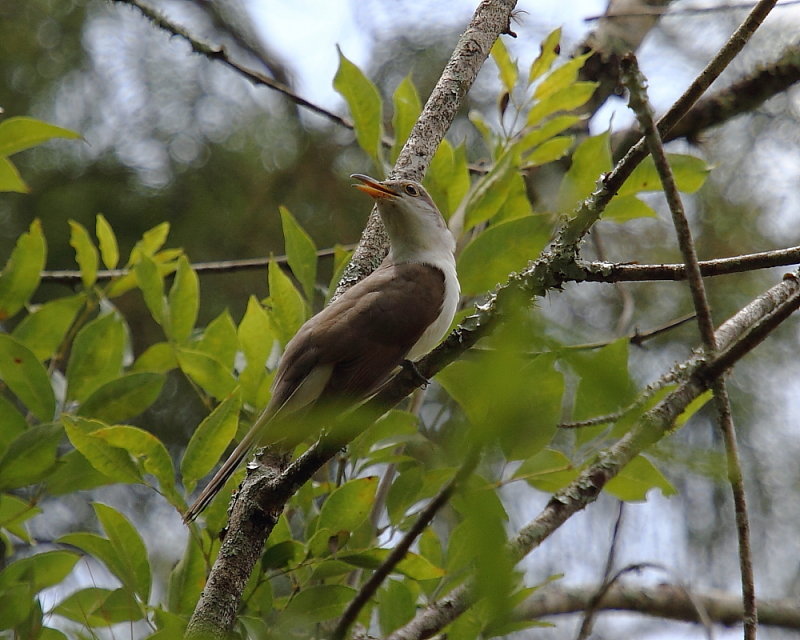 Yellow-billed Cuckoo