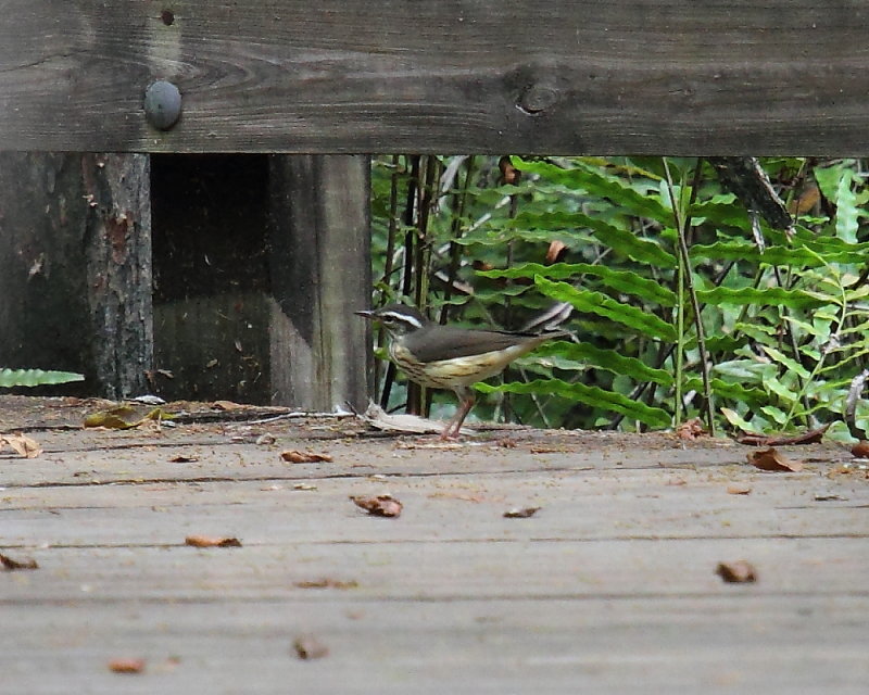 Louisiana Waterthrush