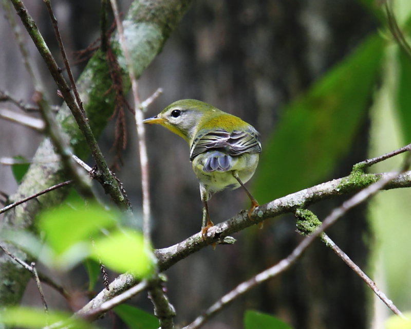 Northern Parula