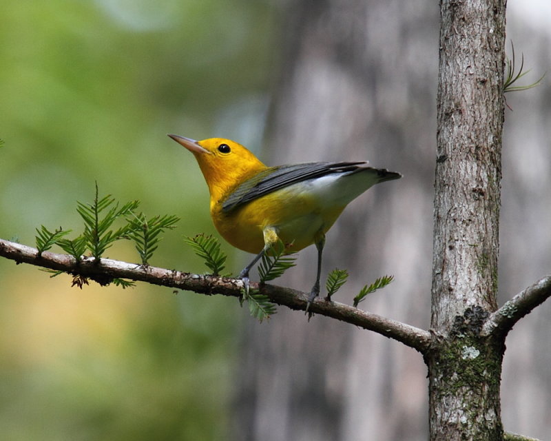 Prothonotary Warbler