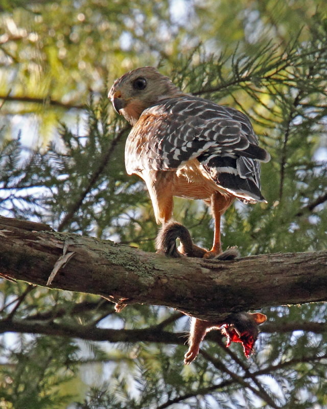 Red Shouldered Hawk with Lunch