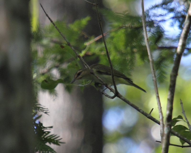 Black-whiskered Vireo