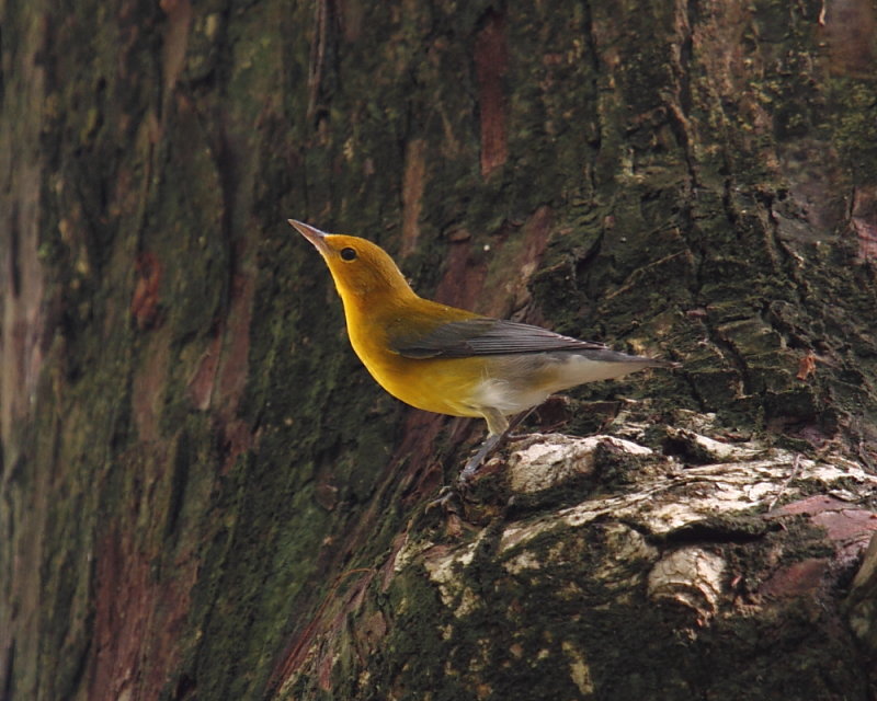 Prothonotary Warbler