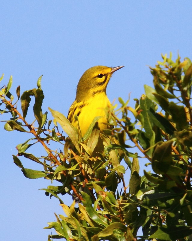 Prairie warbler