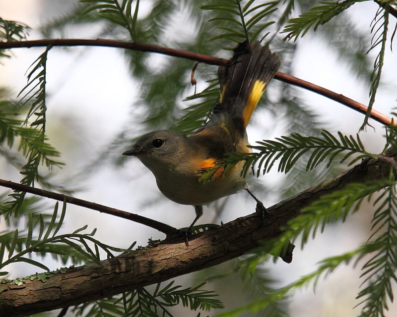 Young Male Redstart