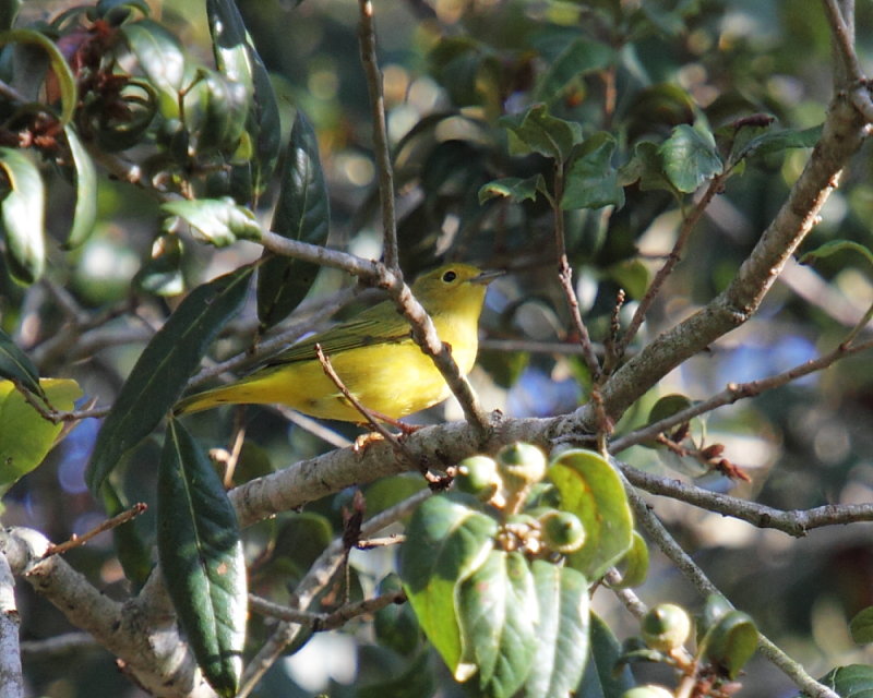 Yellow Warbler
