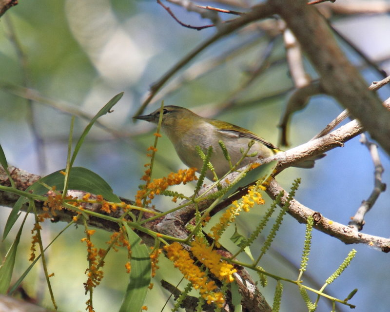 Tennessee Warbler