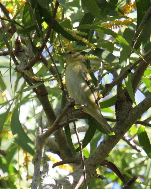 Tennessee Warbler