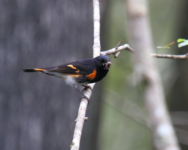 American Redstart