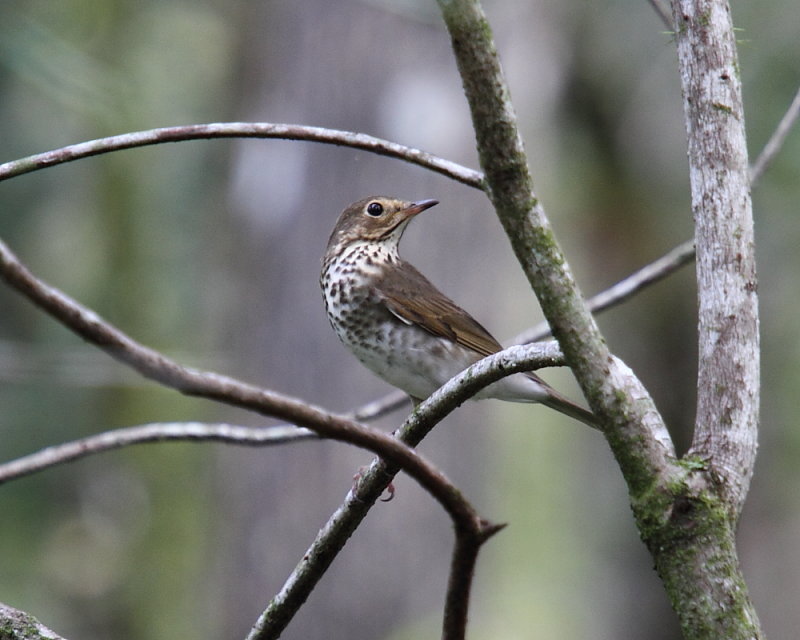 Swainson's Thrush