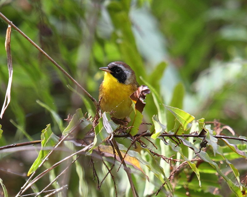 Male Common yellow-throat