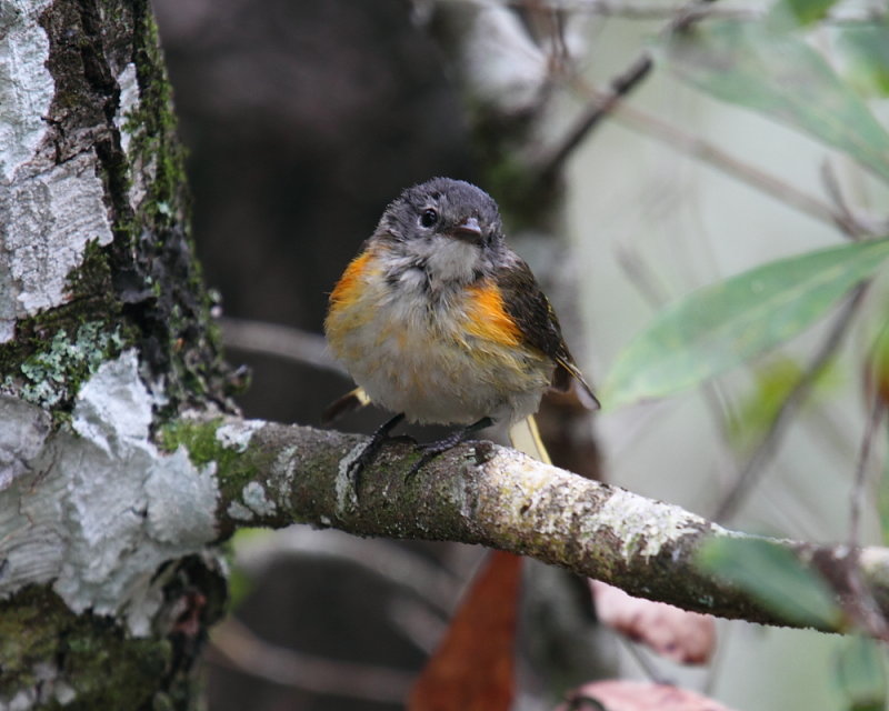 Male Juvenile Redstart