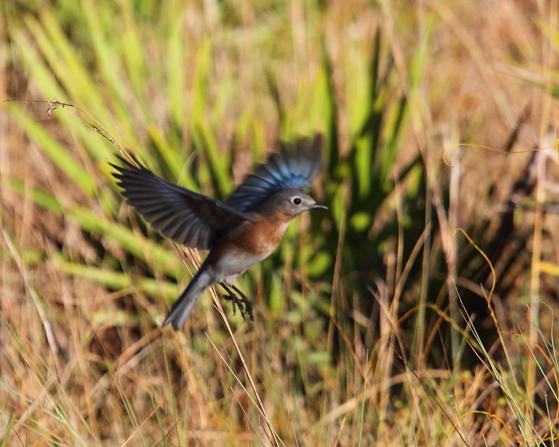 Eastern bluebird