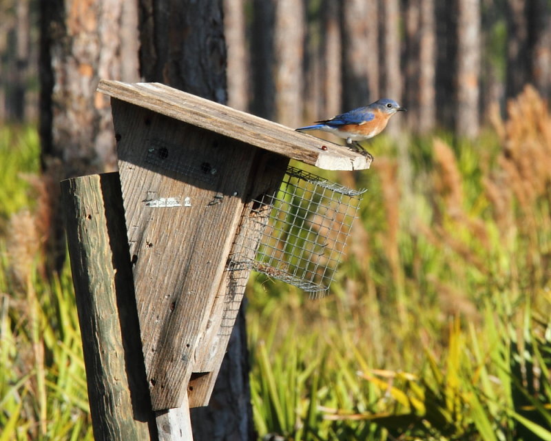 Eastern bluebird