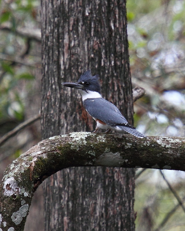 Belted Kingfisher