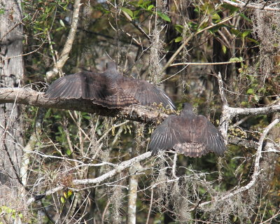 Short-tailed Hawks