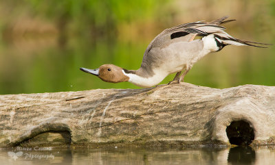 Northern Pintail, Canard pilet (Anas acuta)