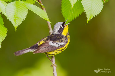 Magnolia warbler, Paruline  tte cendre (Dendroica magnolia)