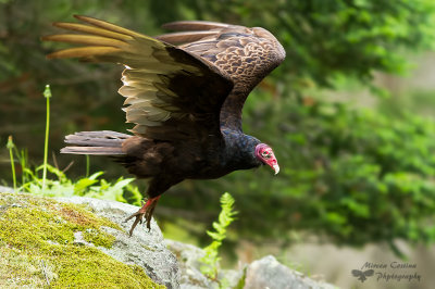 Turkey Vulture , Urubu  tte rouge (Cathartes aura)