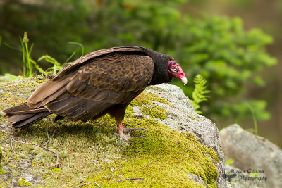Turkey Vulture,Urubu  tte rouge (Cathartes aura)