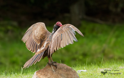 Turkey Vulture,Urubu  tte rouge (Cathartes aura)