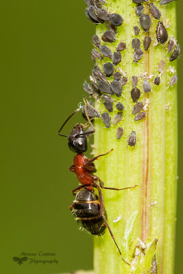 Ant tending aphids