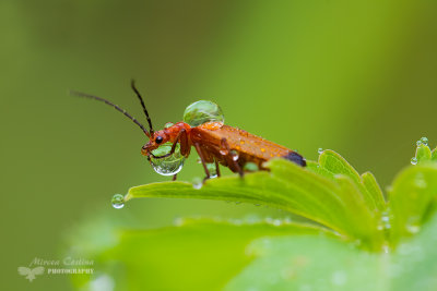 Common red soldier beetle, Tlphore fauve (Rhagonycha fulva)