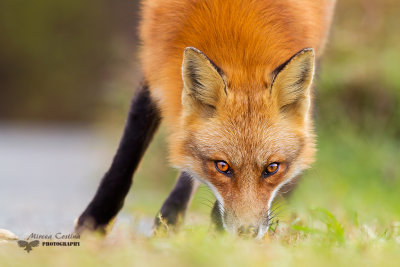 Red fox, Renard roux (Vulpes vulpes)