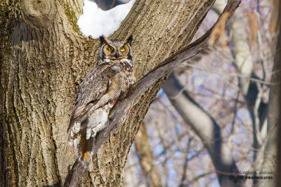 Great Horned Owl,Grand-duc d'Amrique (Bubo virginianus)